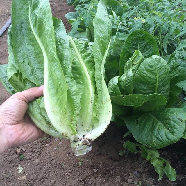 野菜