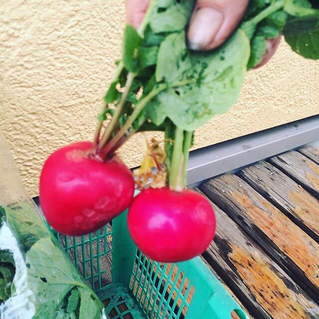 ミネラル豊富な産物