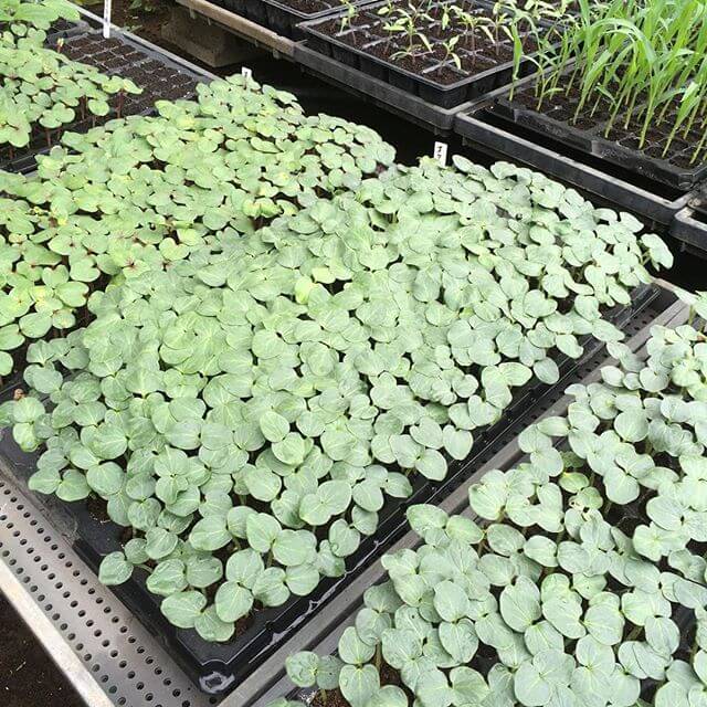 ミネラル豊富な産物